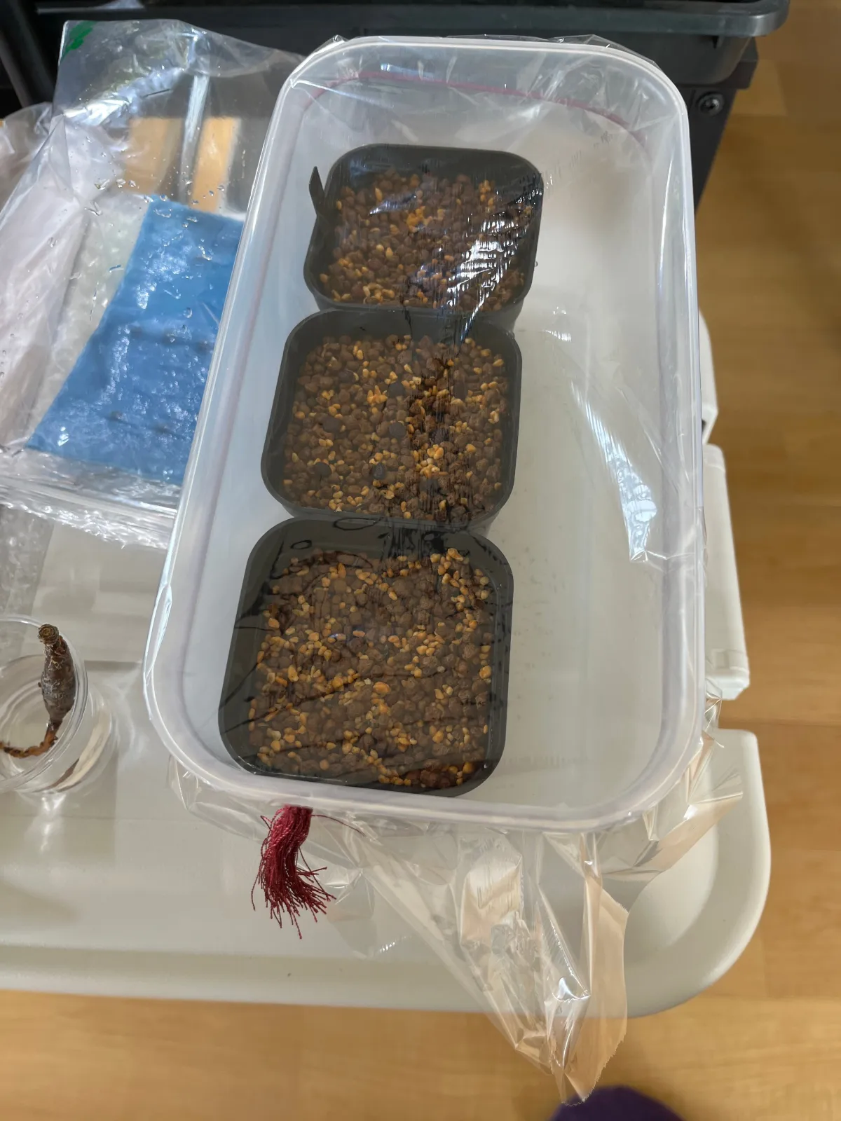 Adenia globosa (アデニア グロボーサ)