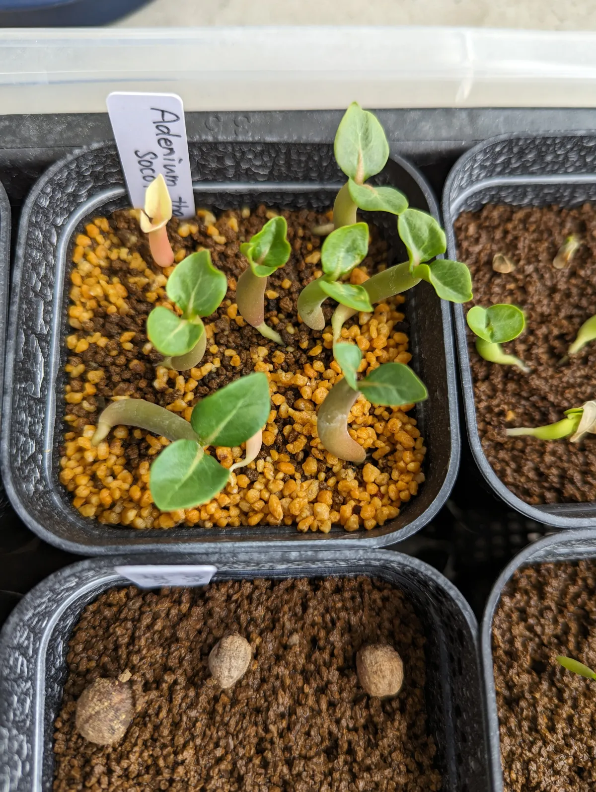 Adenium obesum thai (アデニウム タイ ソコトラナム)