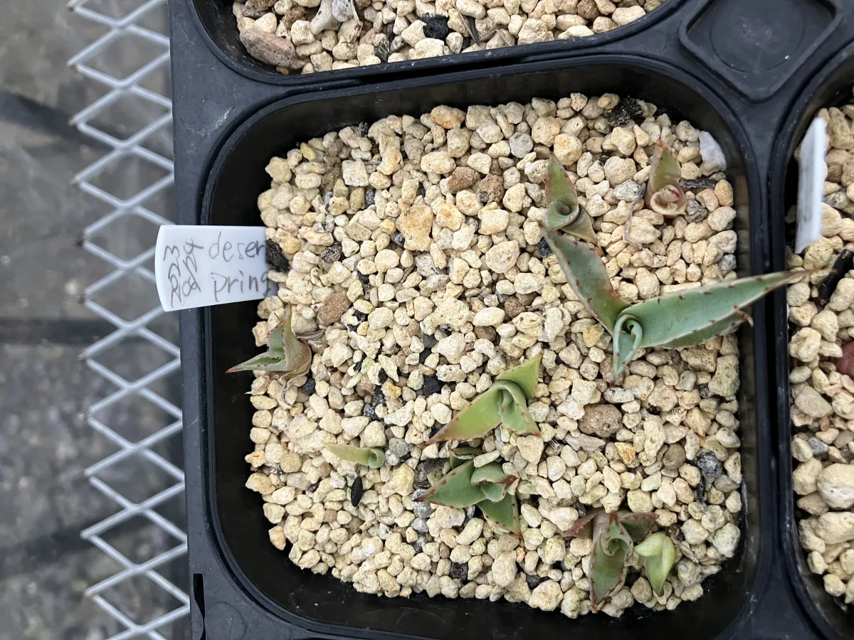 Agave deserti var. pringlei (アガベ プリングレイ)