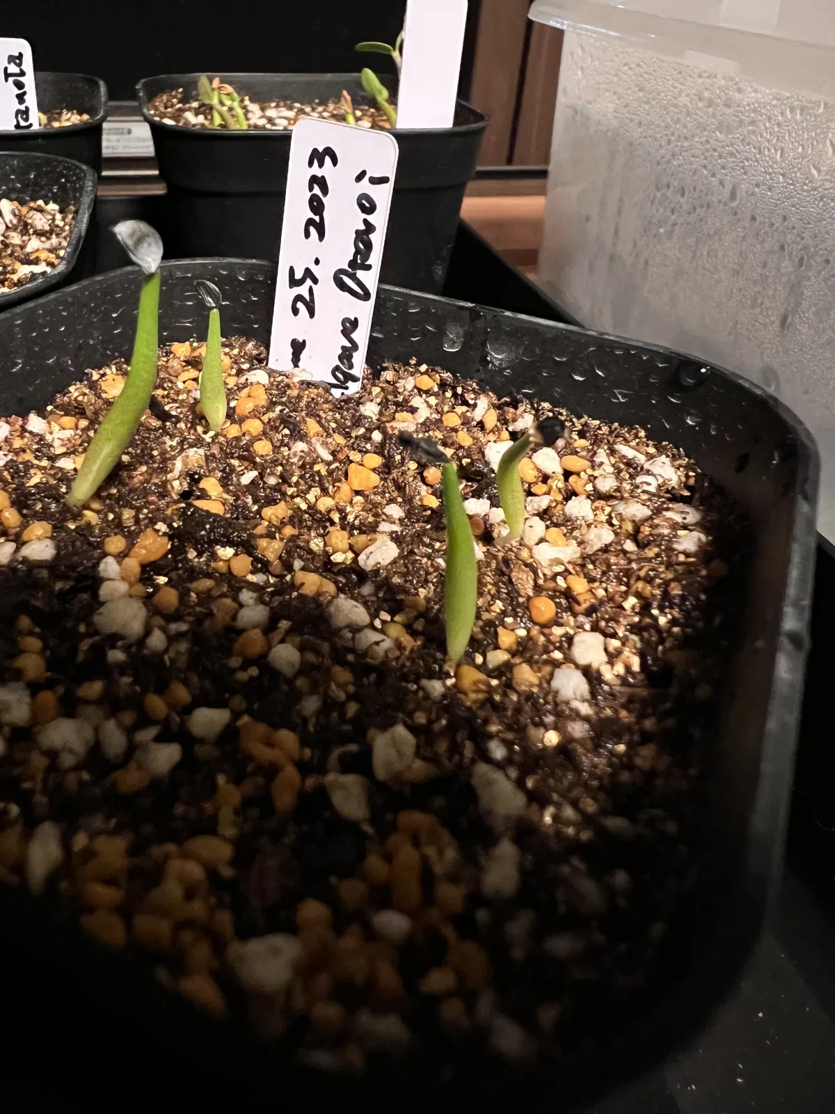 Agave oteroi (アガベ オテロイ)