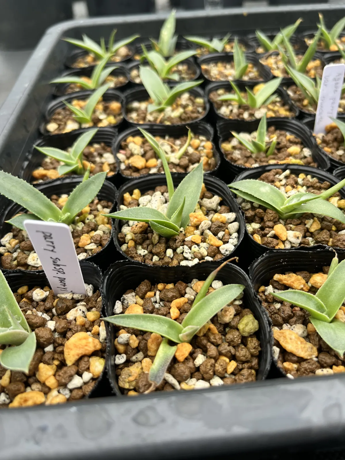 Agave parryi subsp. parryi (アガベ パリー)