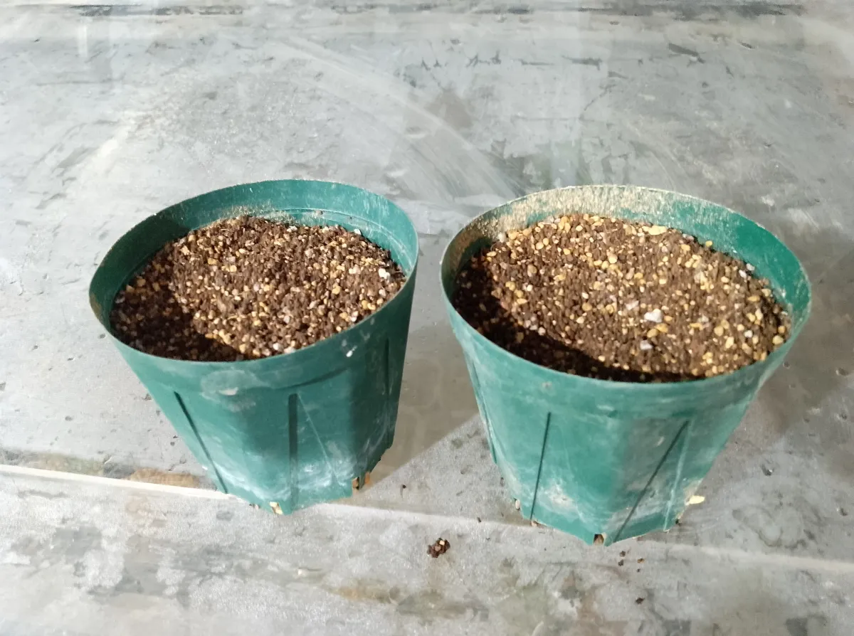 Fouquieria splendens ssp. splendens (フォークイエリア スプレンデンス)