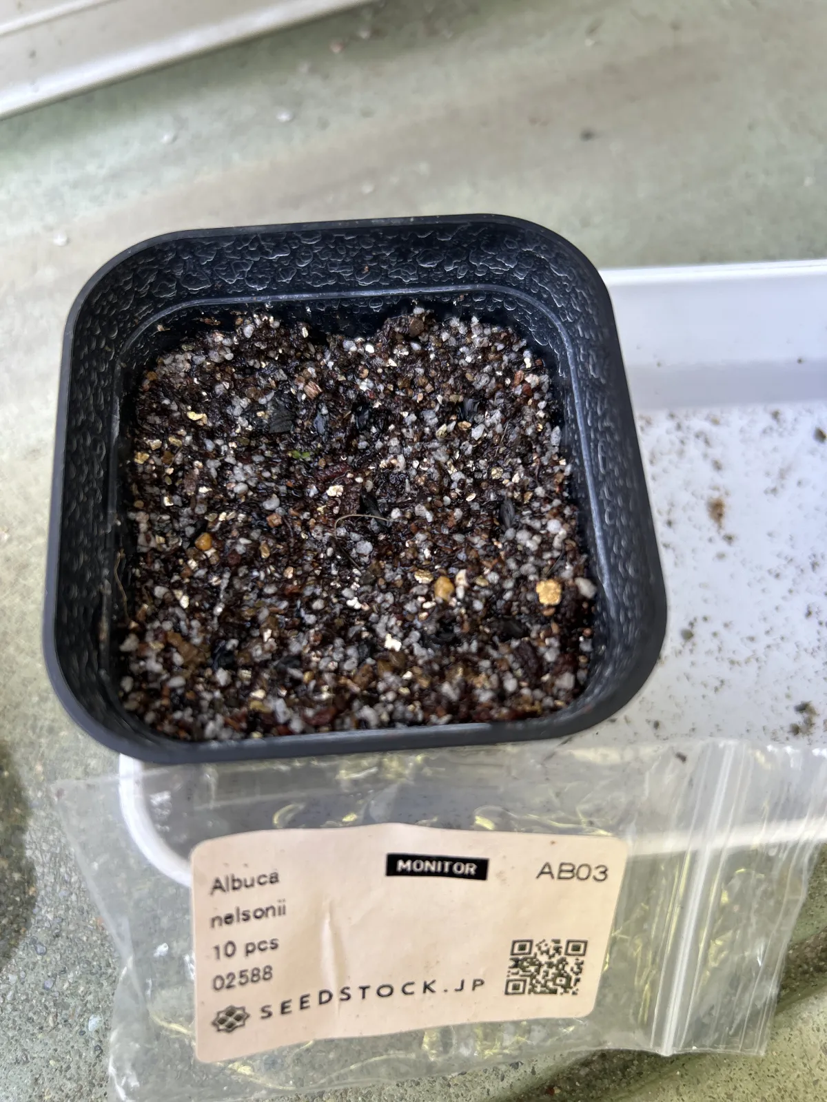 Albuca nelsonii (アルブカ ネルソニー)