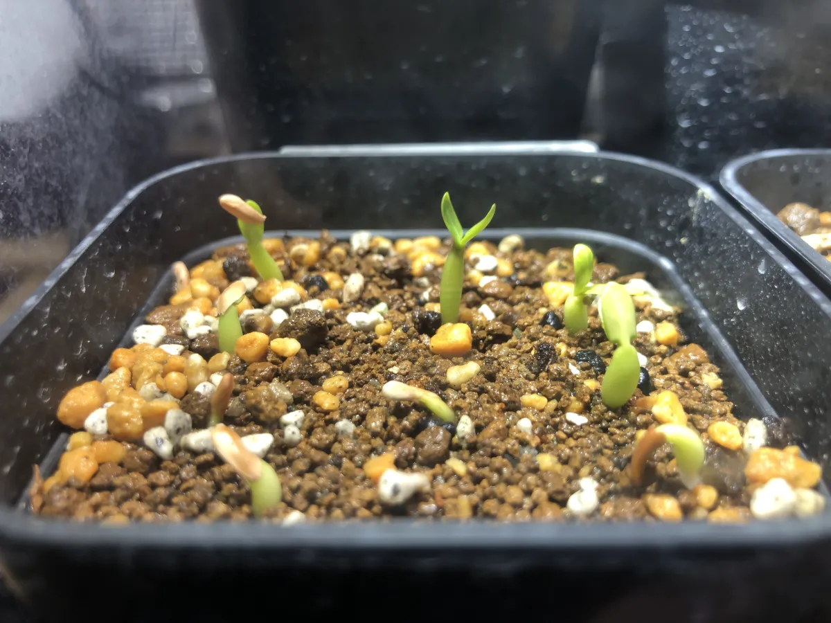 Pachypodium rosulatum ssp. cactipes (パキポディウム カクチペス)