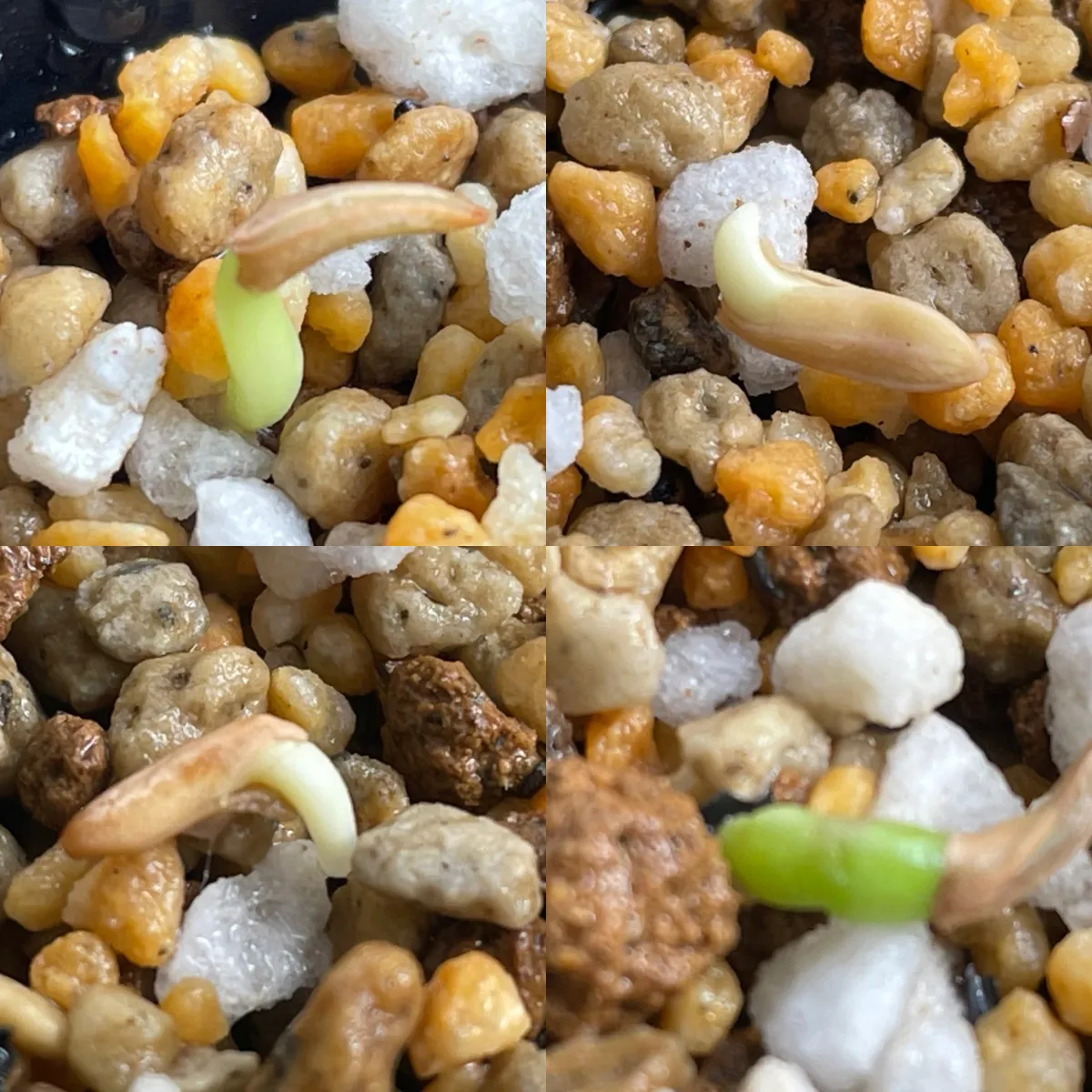 Pachypodium rosulatum var. gracilius (パキポディウム グラキリス)