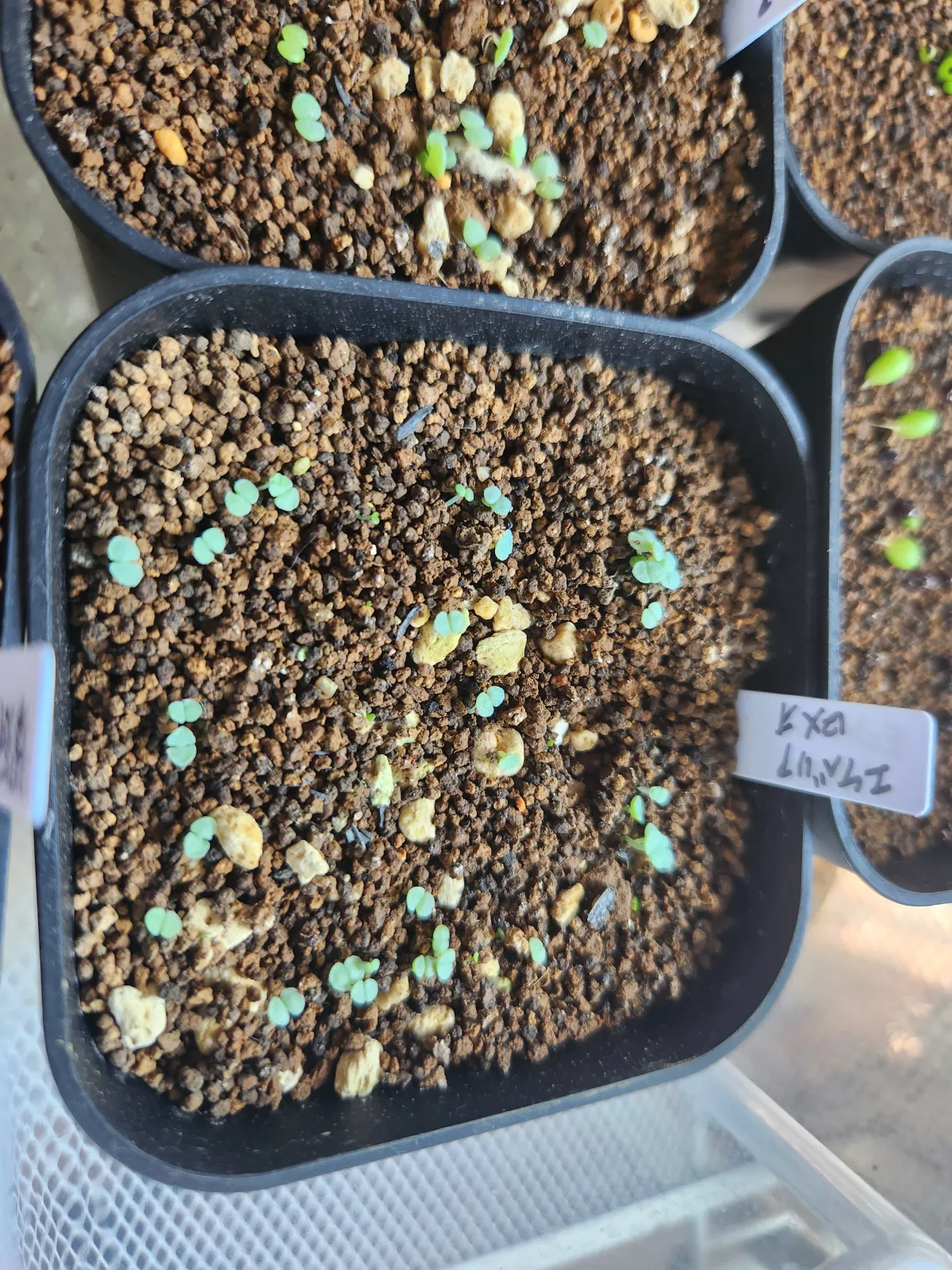 Echeveria agavoides 'Romeo' (エケベリア アガボイデス ロメオ)