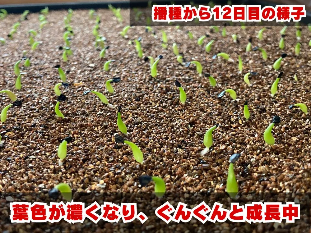 Agave oteroi (アガベ オテロイ)