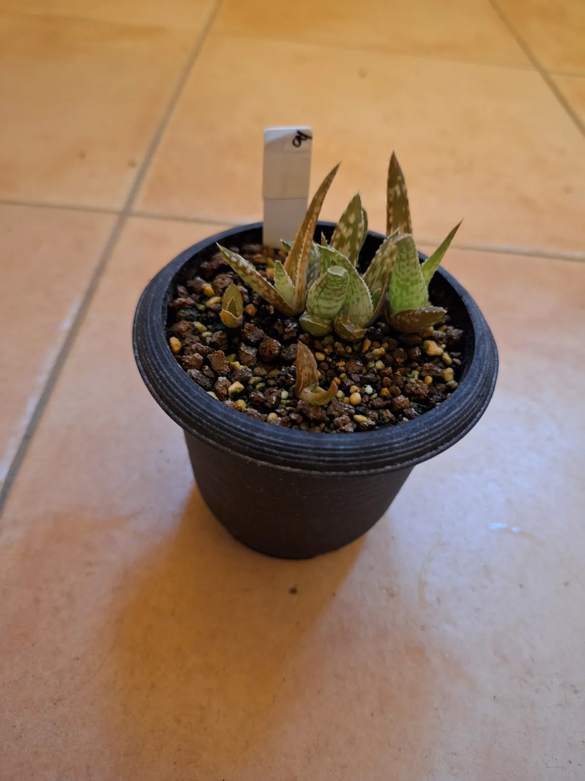 Aloe mawii (アロエ マウィ)