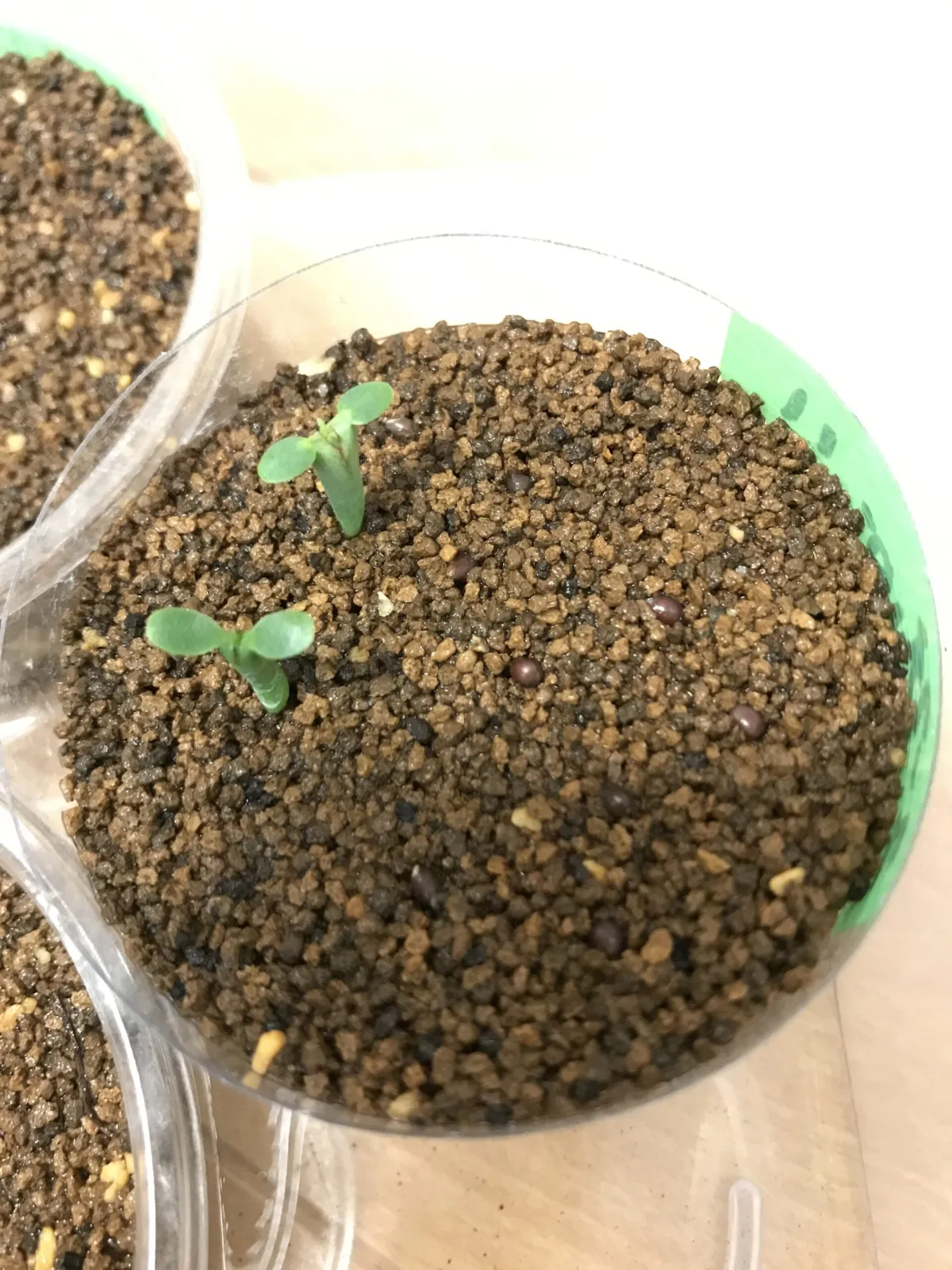 Euphorbia horrida var. norveldensis (ユーフォルビア ホリダ ノーベルデンシス)