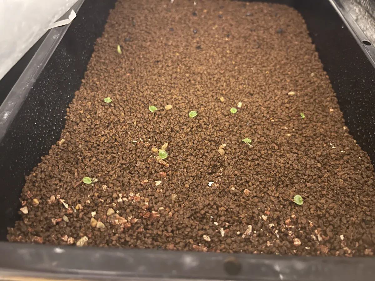 Hechtia glomerata (ヘクチア グロメラータ)