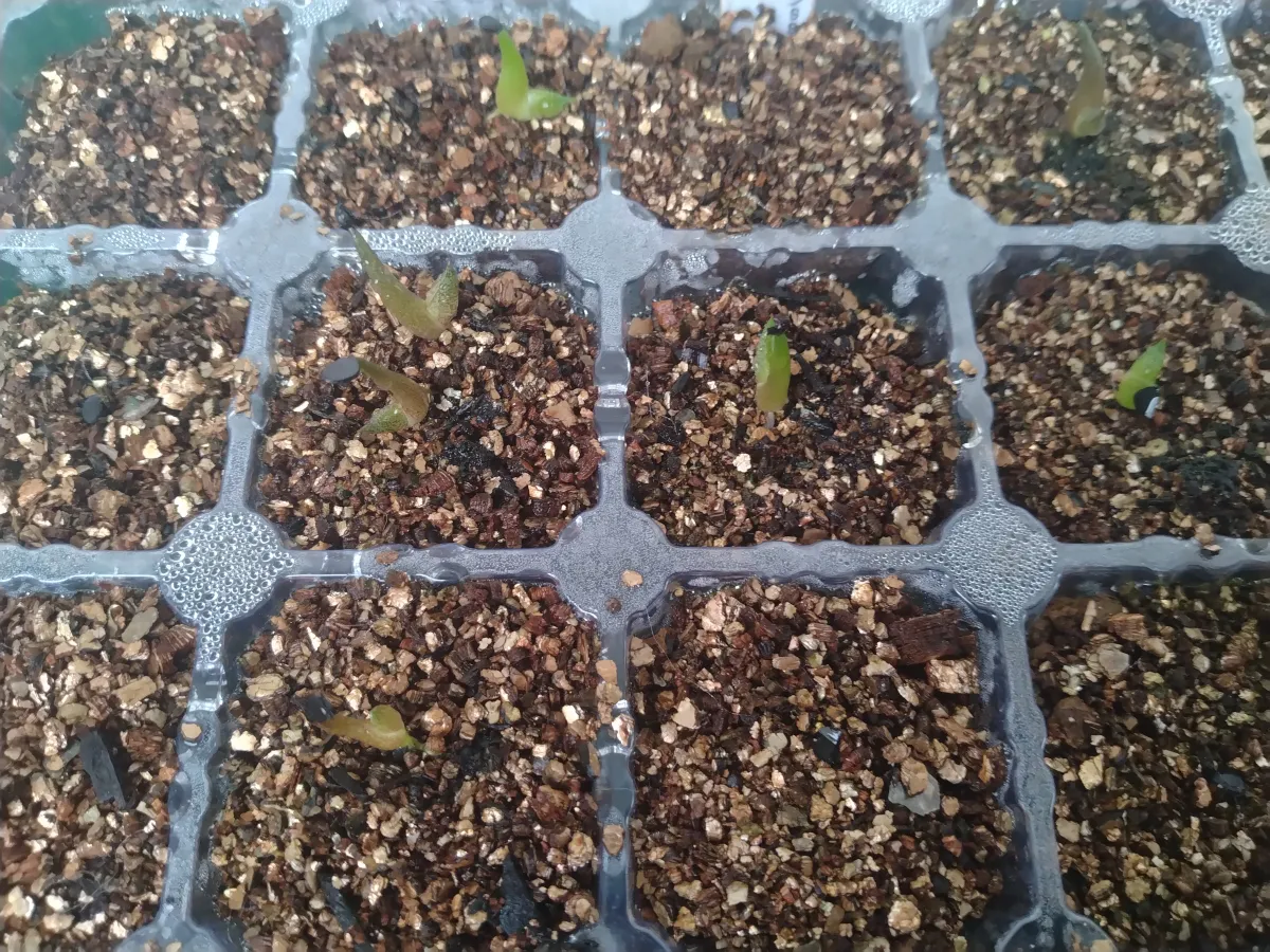 Agave titanota (アガベ チタノタ ドワーフ)