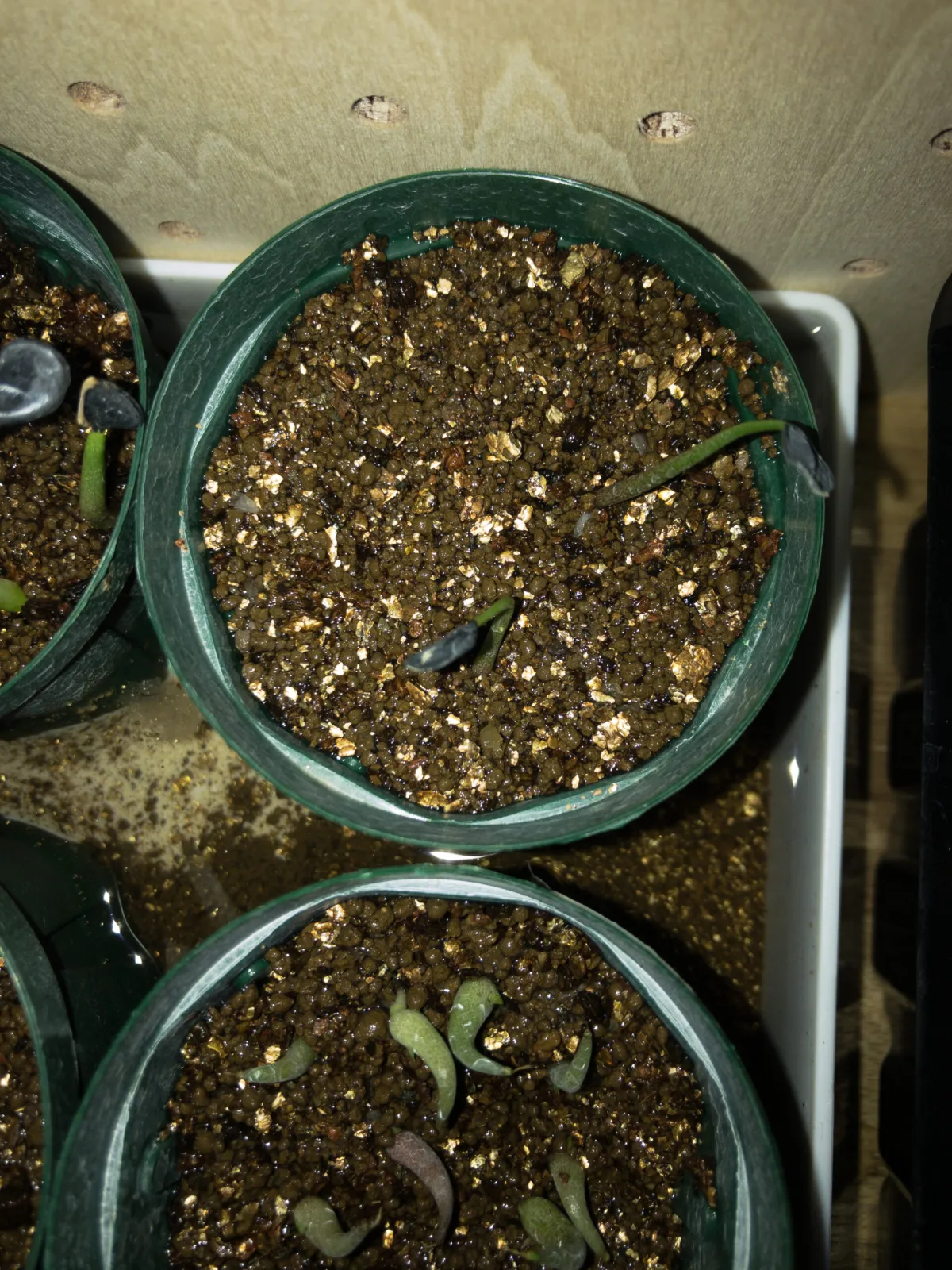 Agave nussaviorum(モニター)