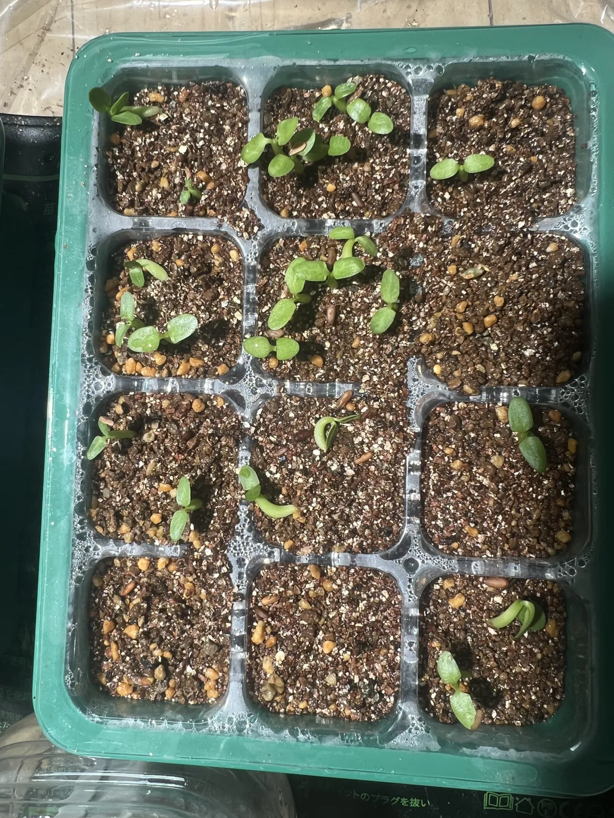 Pachypodium brevicaule subsp. leucoxanthum (パキポディウム レウコキサンツム)