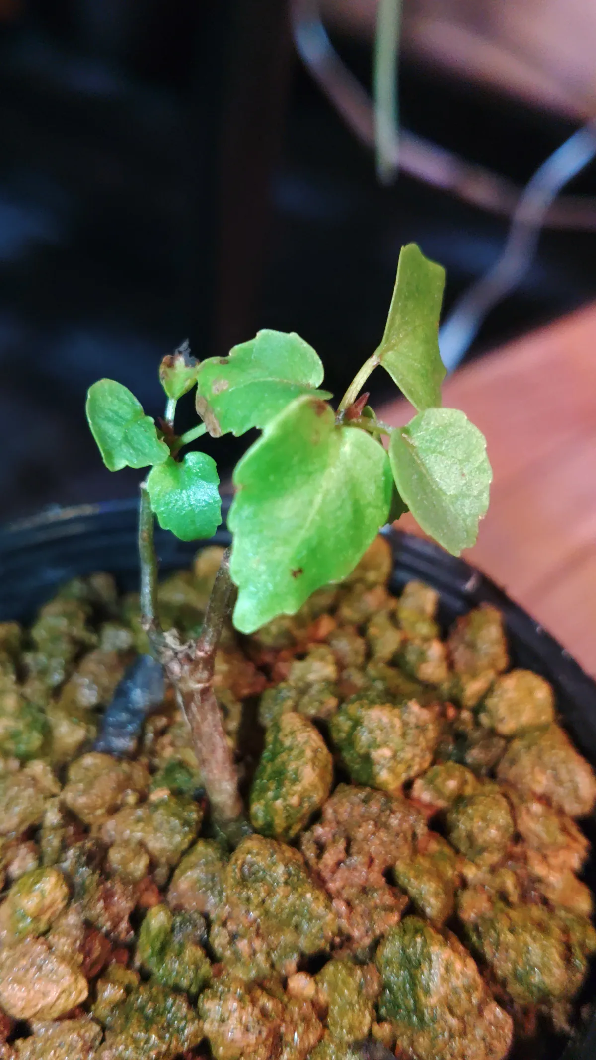 Ficus benjamina (フィカス ベンジャミン)