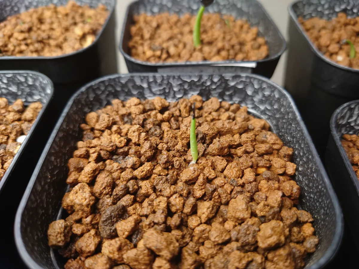 Agave shawii subsp. shawii (アガベ シャウィ)