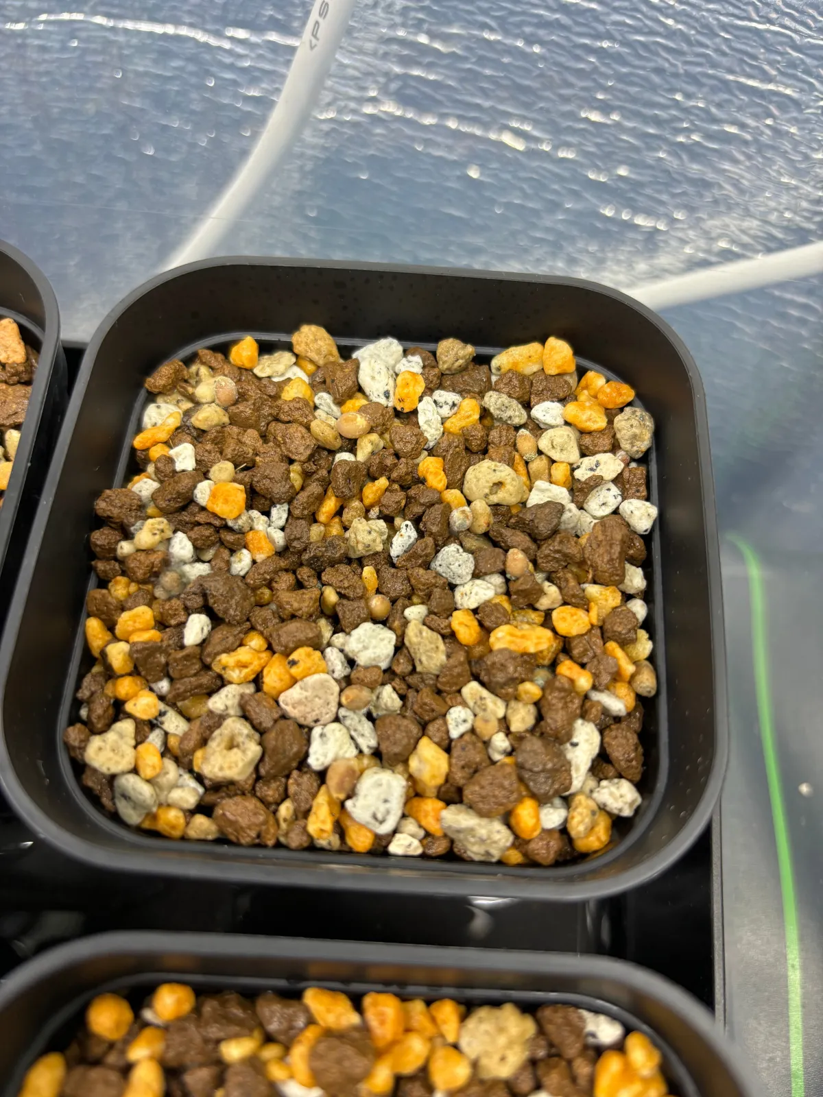 Nolina brevifolia (ノリナ ブレビフォリア)