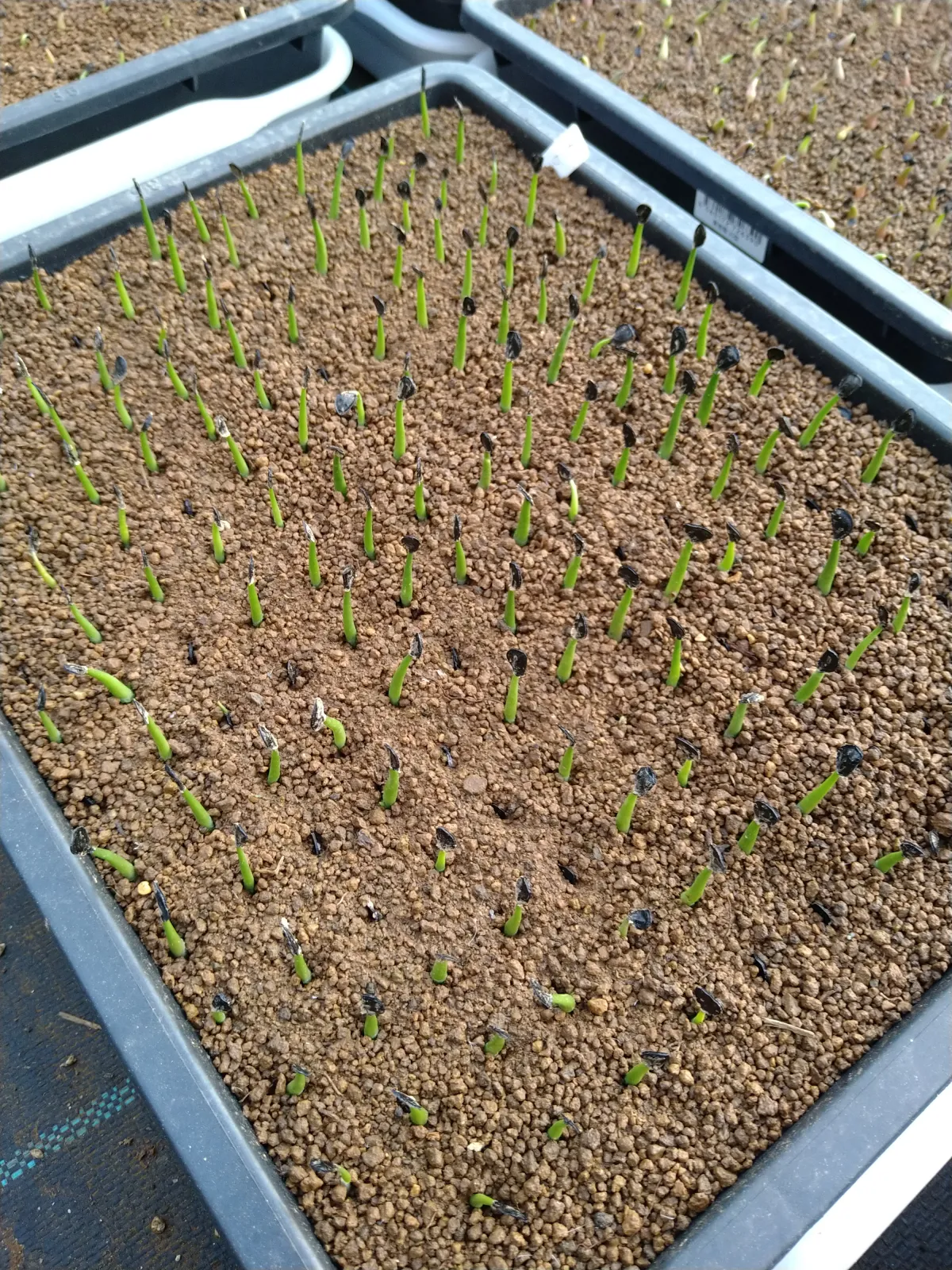 Agave montana (アガベ モンタナ)