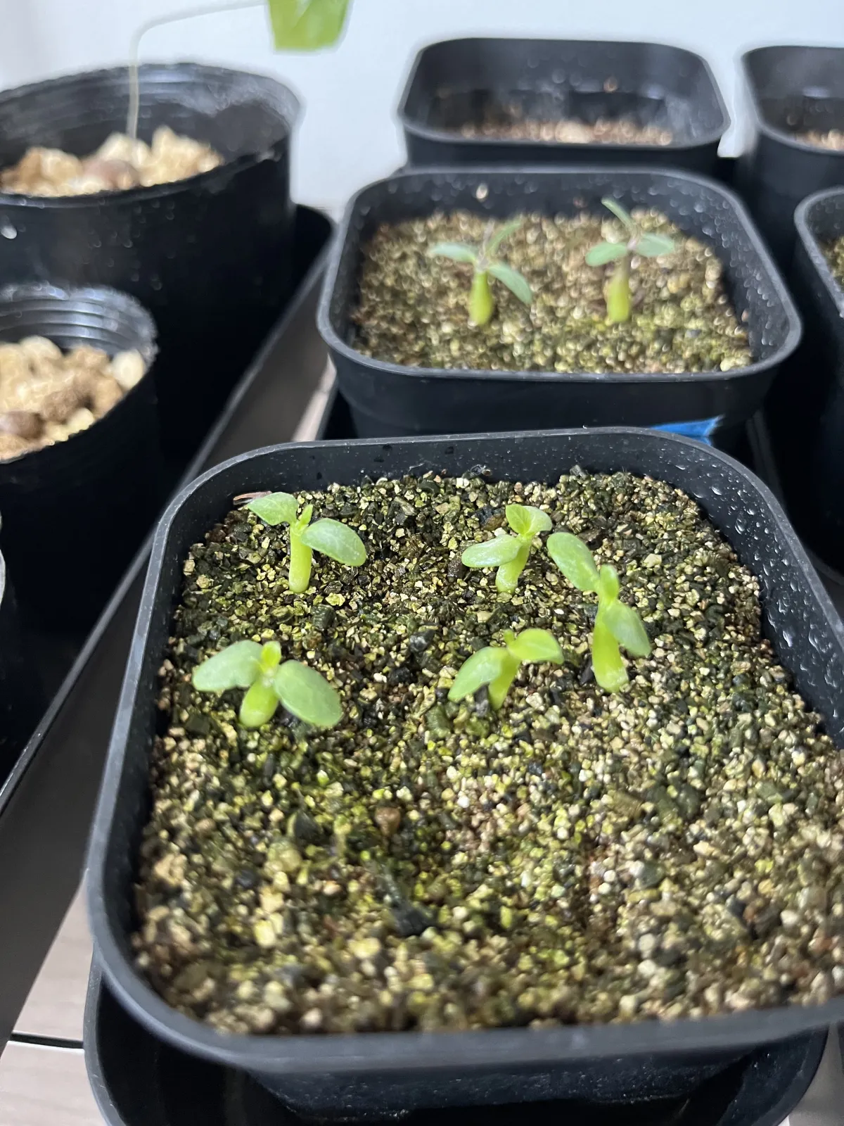 Pachypodium brevicaule subsp. leucoxanthum (パキポディウム レウコキサンツム)