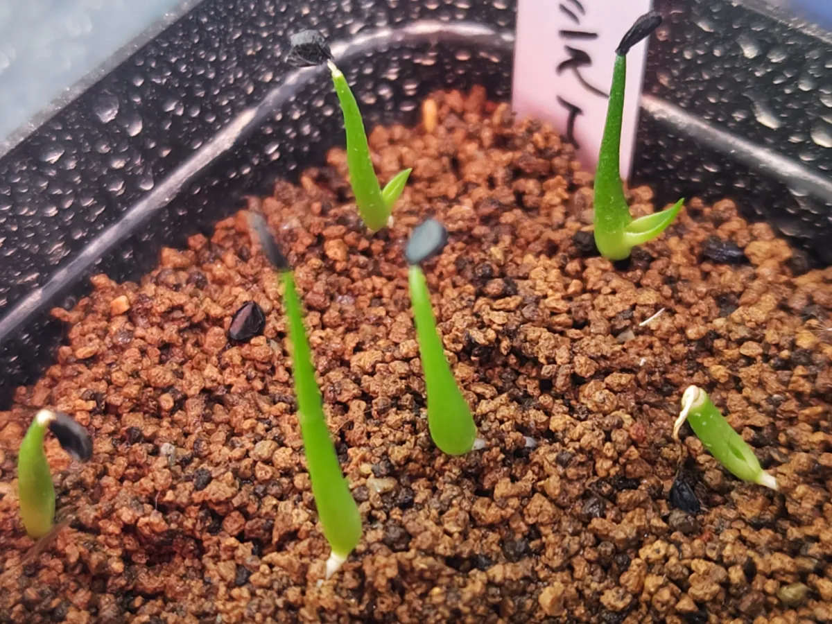 Agave utahensis var. nevadensis (アガベ ユタエンシス ネヴァデンシス)