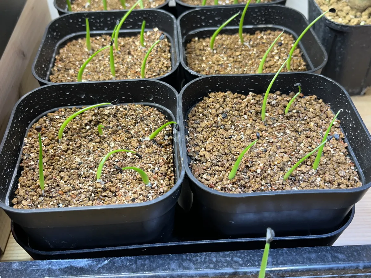 Agave utahensis var. eborispina (アガベ エボリスピナ)