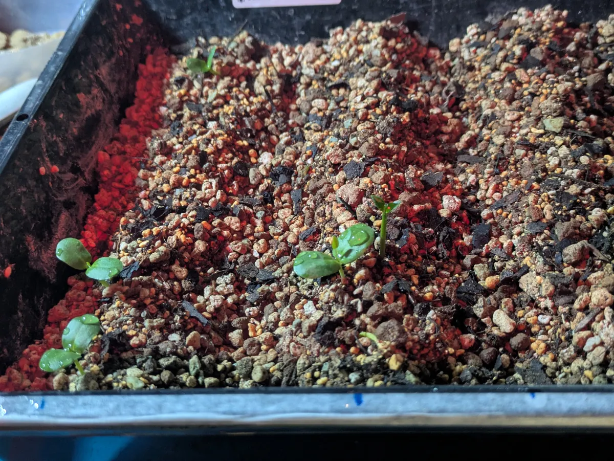 Bolusanthus speciosus (ボルサンサス スペシオサス)