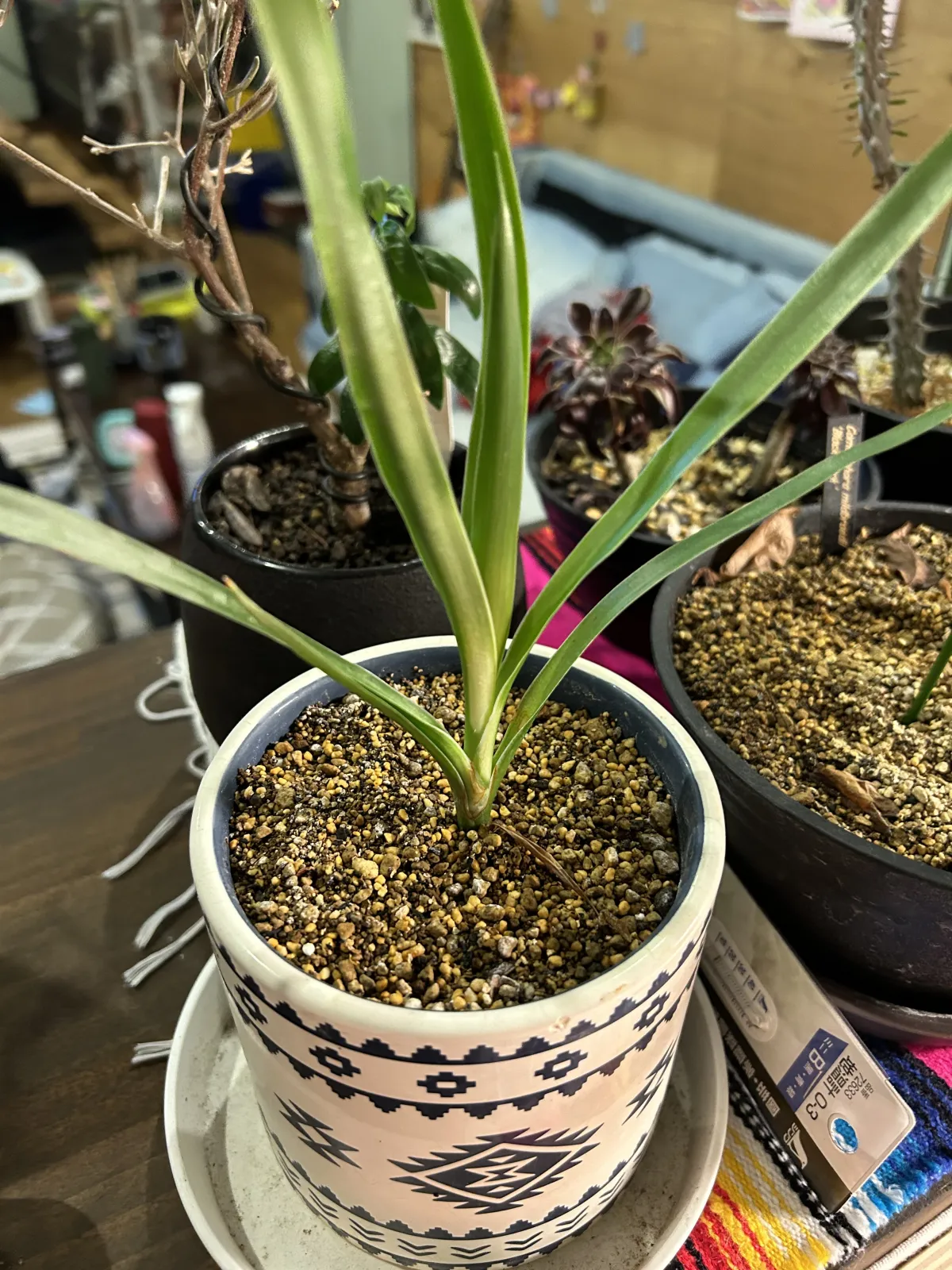 Dracaena draco subsp. draco (ドラセナ ドラコ)