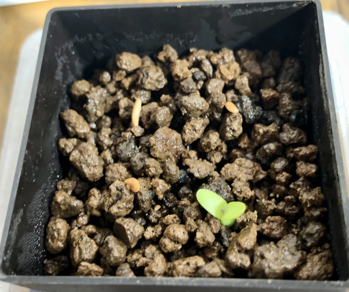 Pachypodium horombense (パキポディウム ホロンベンセ)