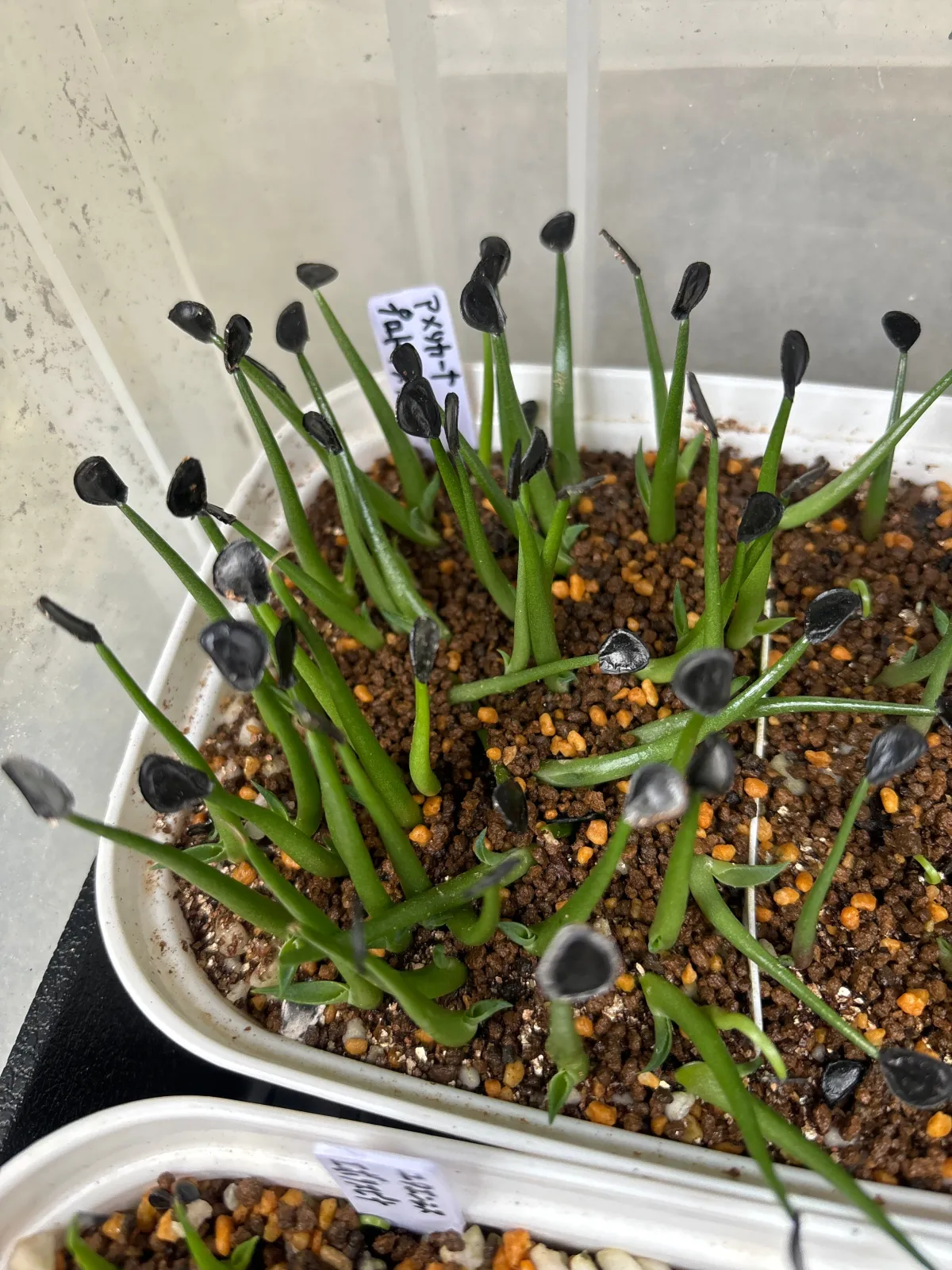 Agave americana ssp. protoamericana (アガベ プロトアメリカーナ)