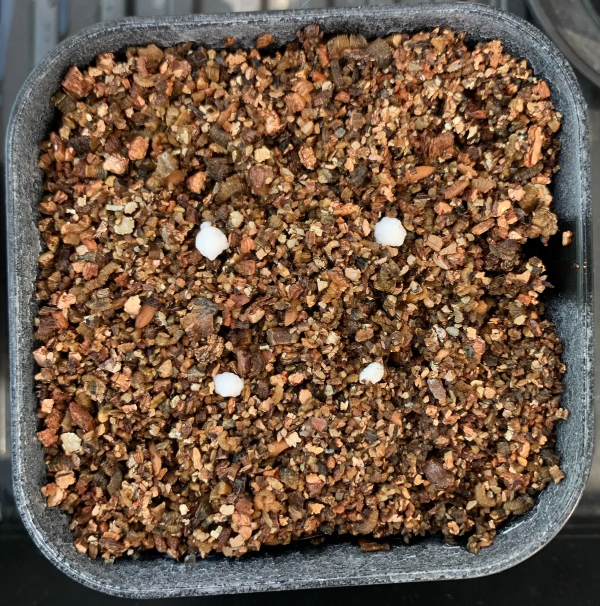 Pachypodium brevicaule subsp. leucoxanthum (パキポディウム レウコキサンツム)