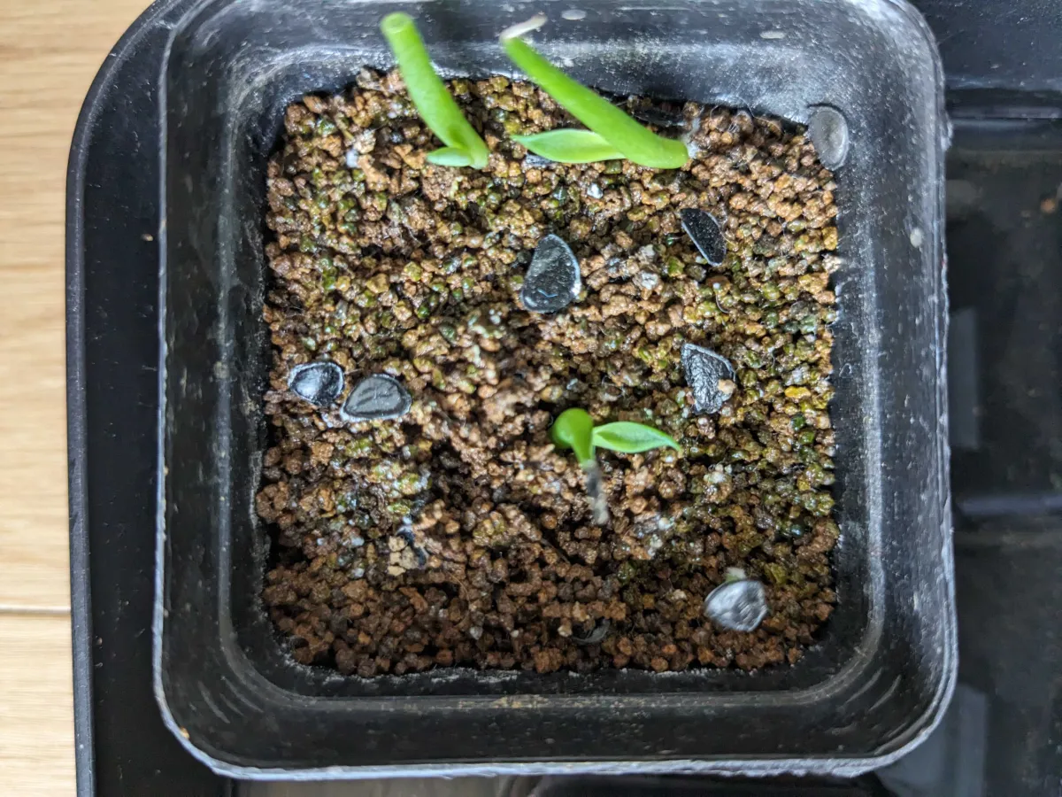 Agave ovatifolia (アガベ オバティフォリア)