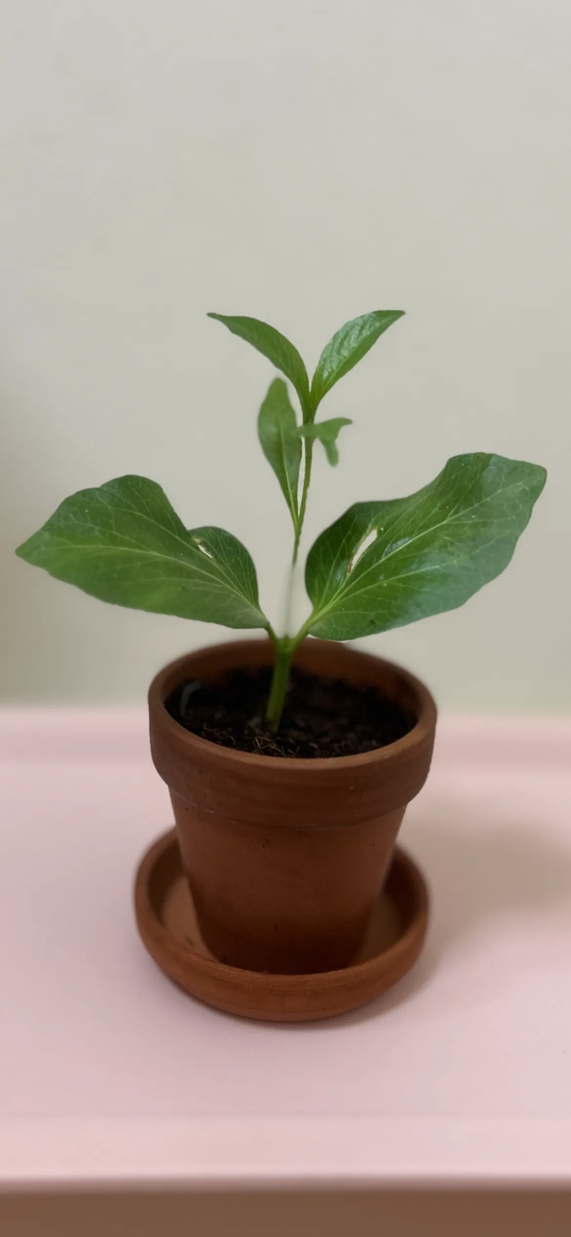 Adansonia digitata (アダンソニア（バオバブ） ディギタータ)