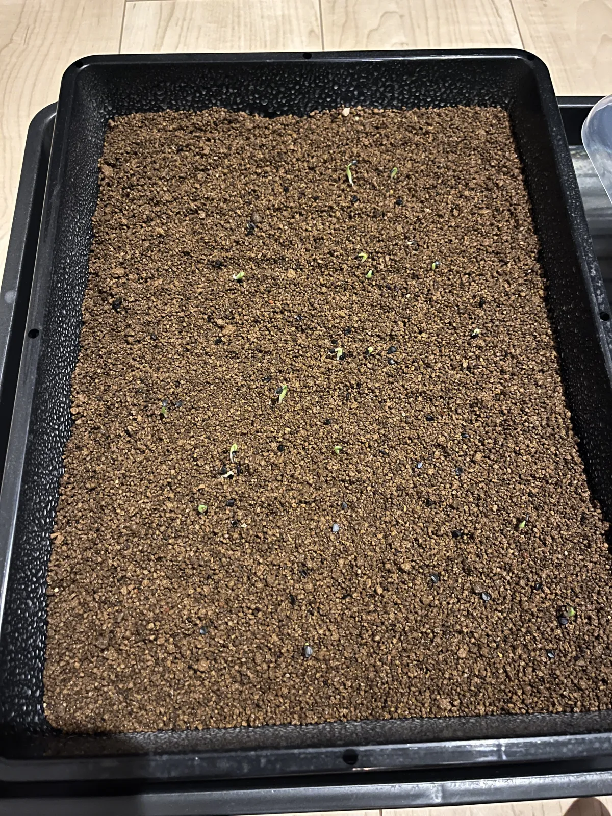 Agave oteroi (アガベ オテロイ)