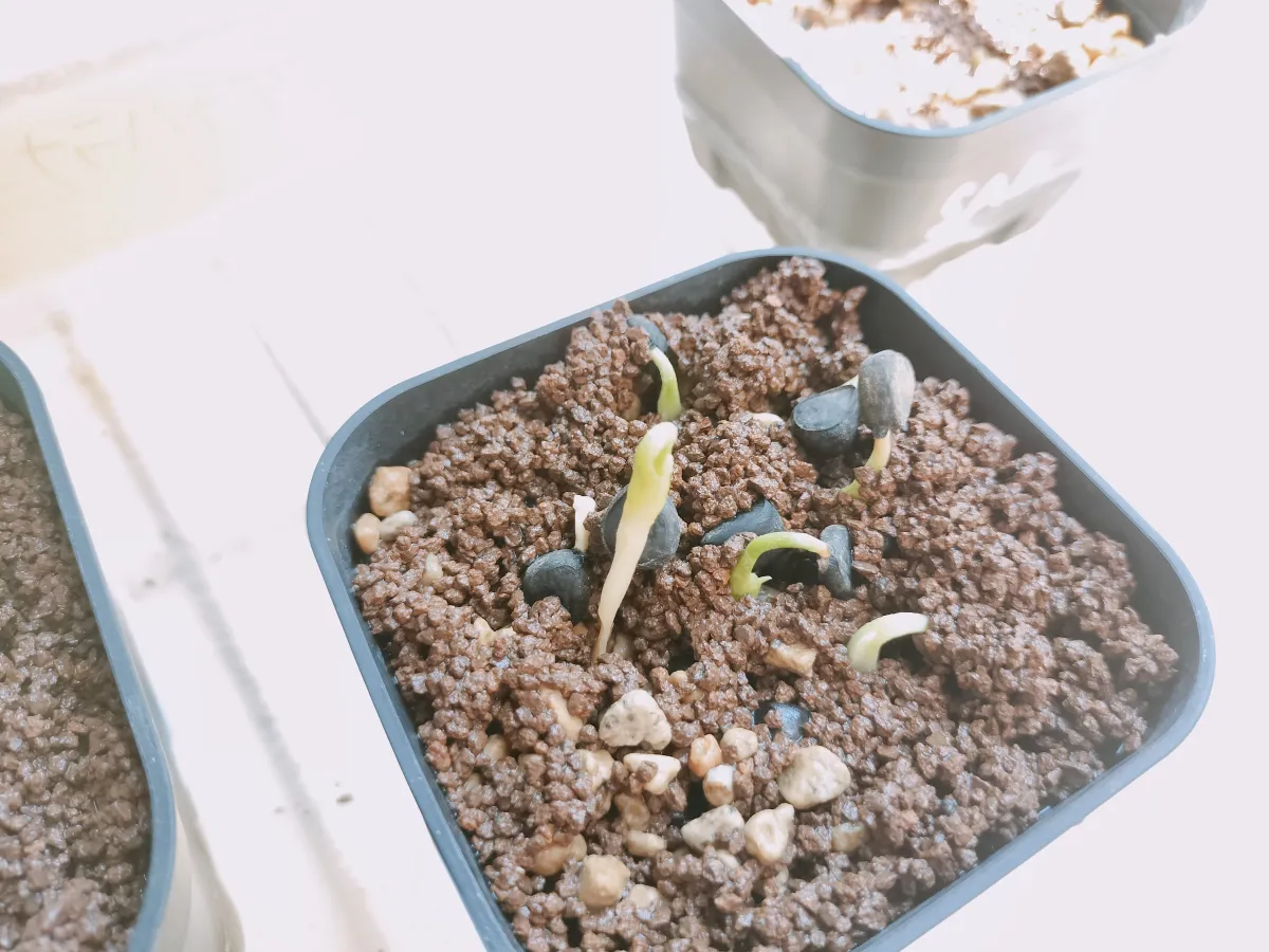 Yucca carnerosana (ユッカ カルネロサーナ)