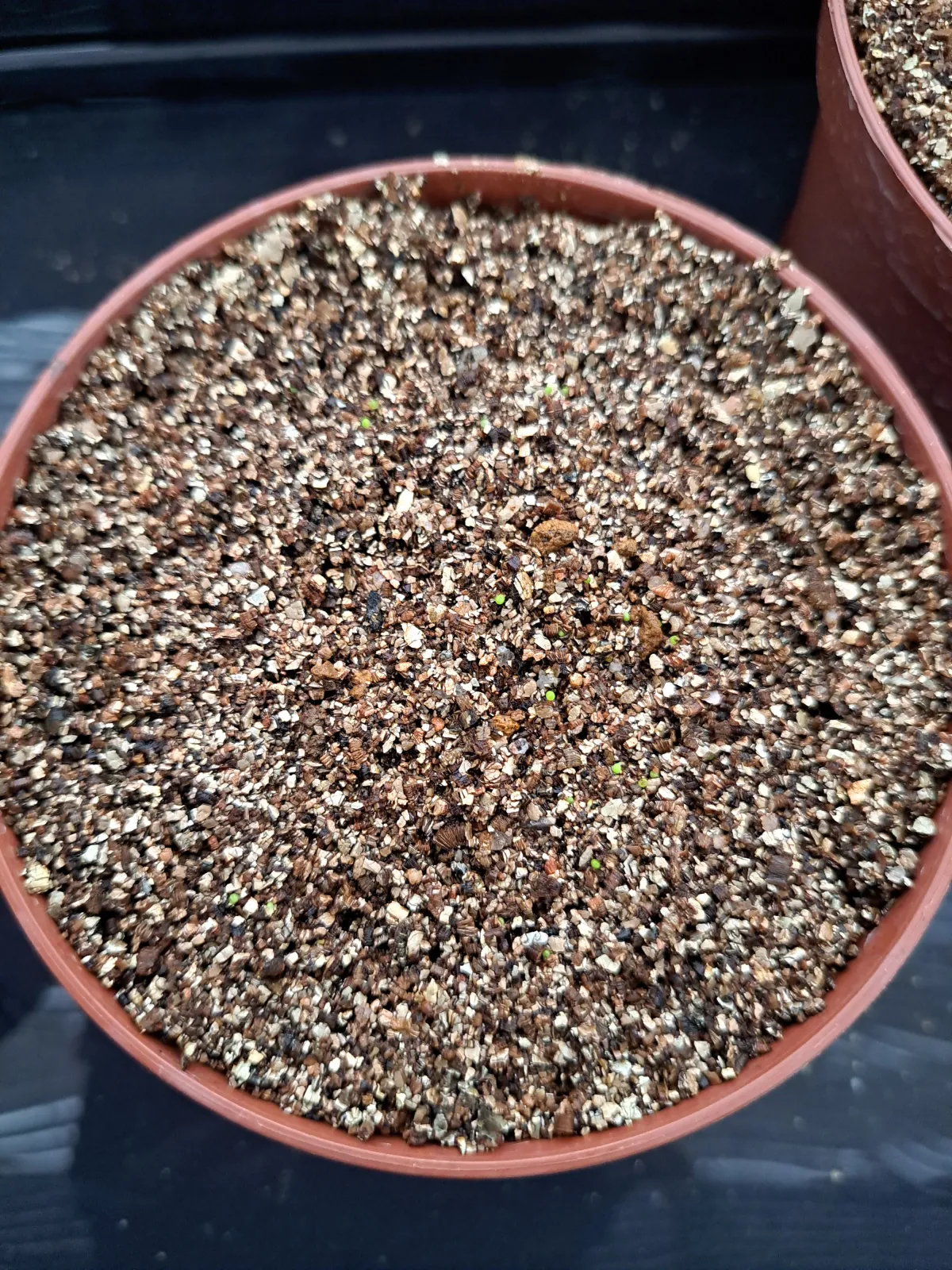 Conophytum calculus (コノフィツム カルキュルス 玉翡翠)