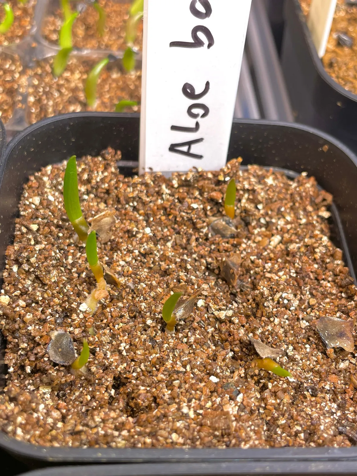 Aloidendron barberae (アロエ バルベラエ)