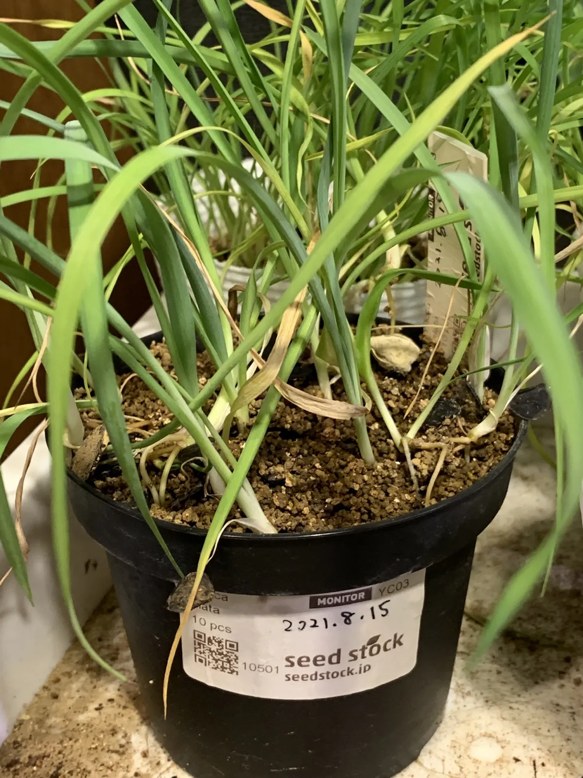 Yucca elata (ユッカ エラータ)