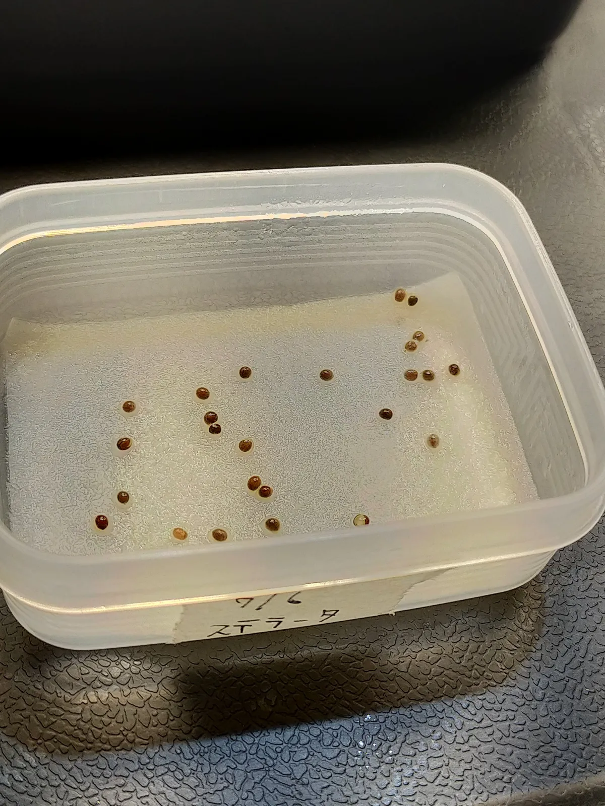 Euphorbia stellata (ユーフォルビア ステラータ 飛竜)