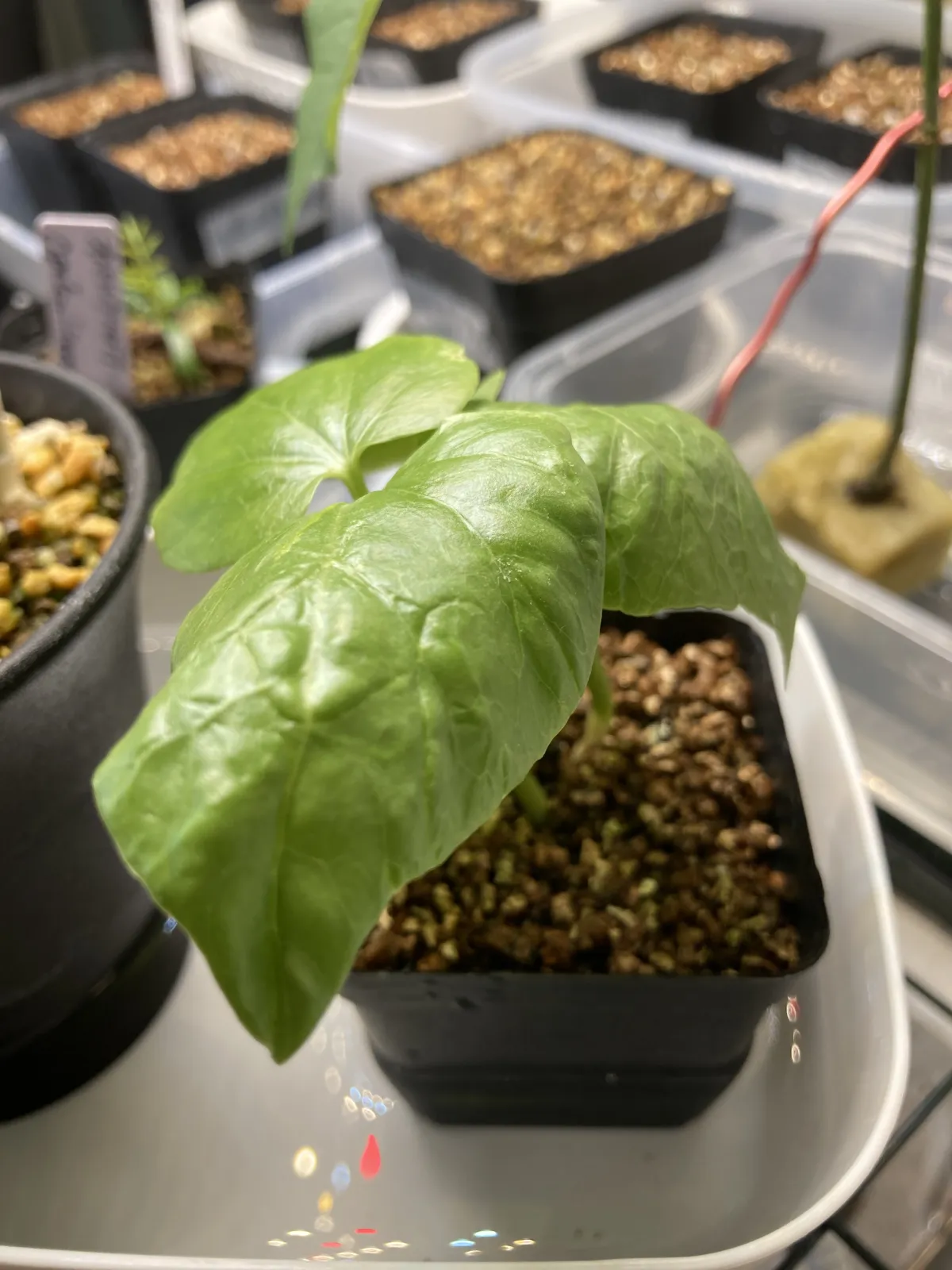 Pseudobombax ellipticum (セウドボンバックス エリプティカム ラブラム)