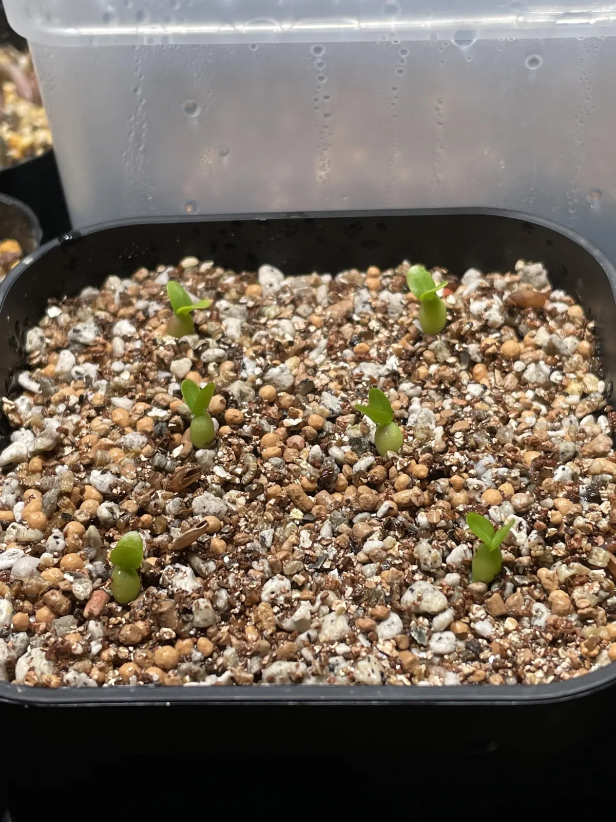 Pachypodium enigmaticum (パキポディウム エニグマチカム)