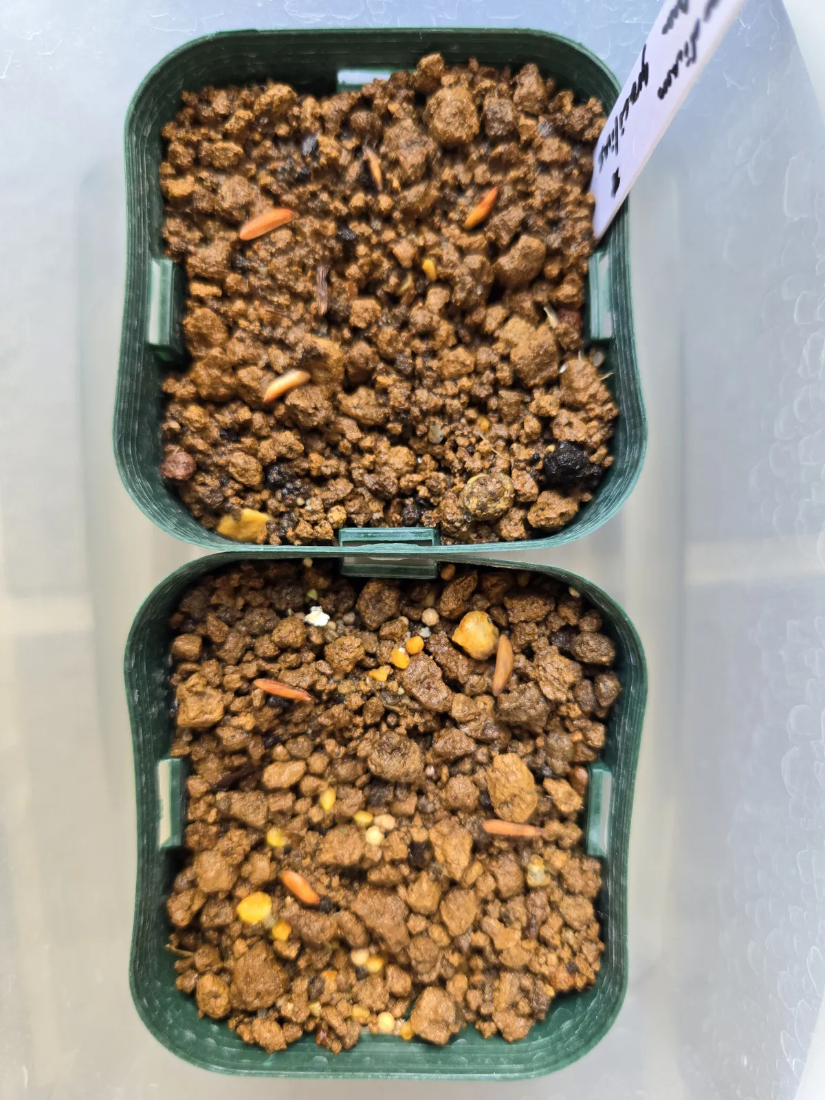 [無料種子] 発芽難 パキポディウム グラキリス　 Pachypodium rosulatum var. gracilius