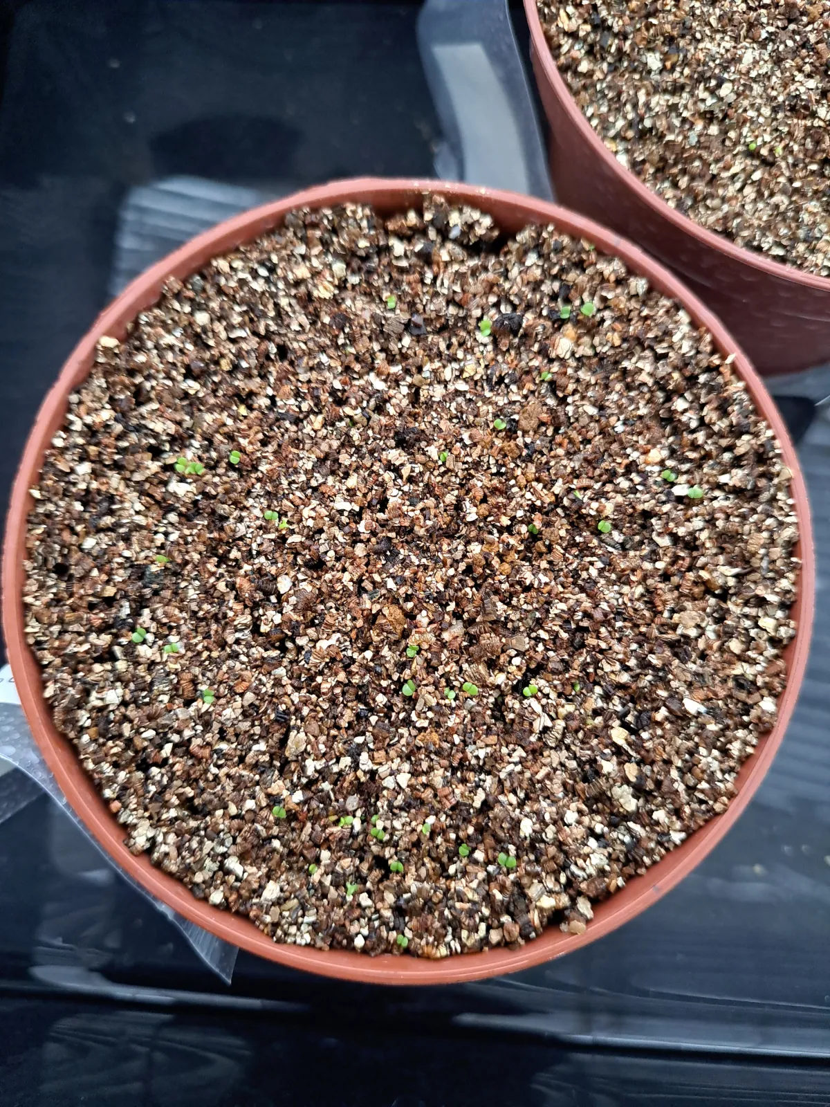 Tylecodon paniculatus (ティレコドン パニクラタス)