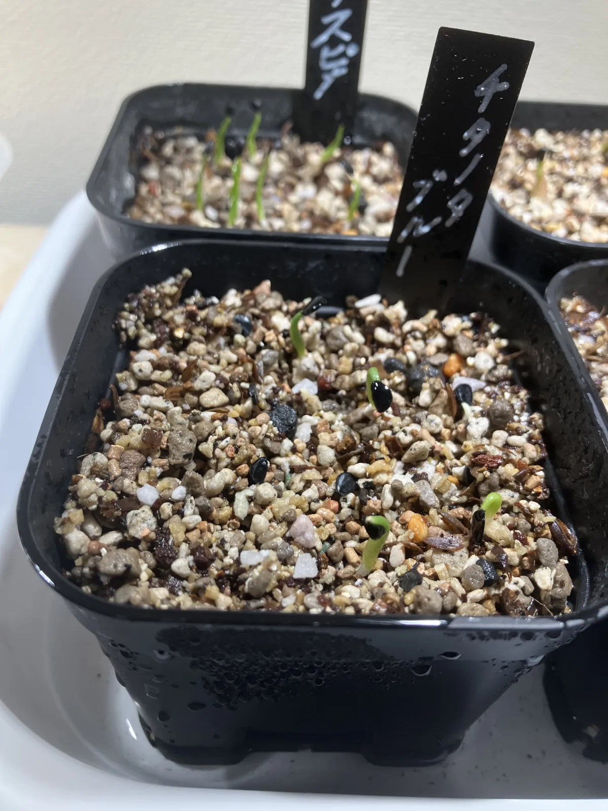 Agave titanota 'Blue' (アガベ チタノタブルー)