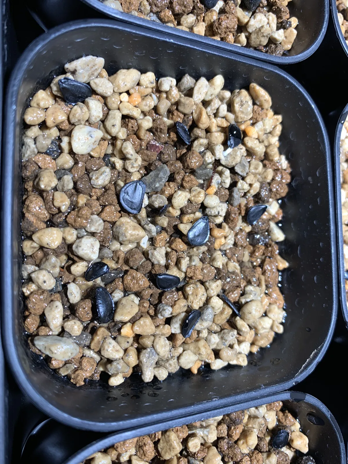 Agave parryi x flexispina (アガベ パリー x フレキシスピナ)