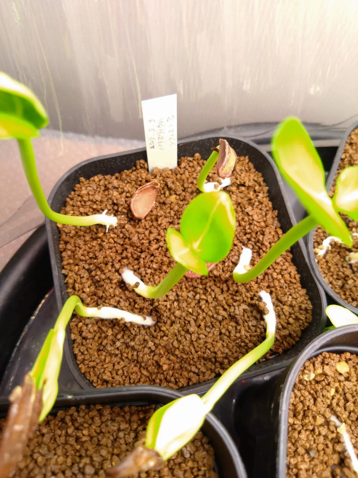 Pachypodium sofiense (パキポディウム ソフィエンセ)