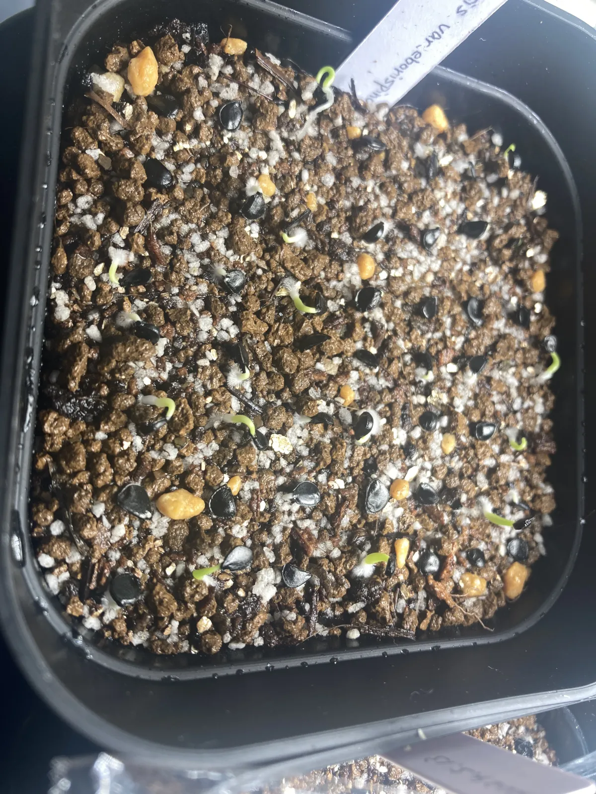 Agave utahensis var. eborispina (アガベ エボリスピナ)