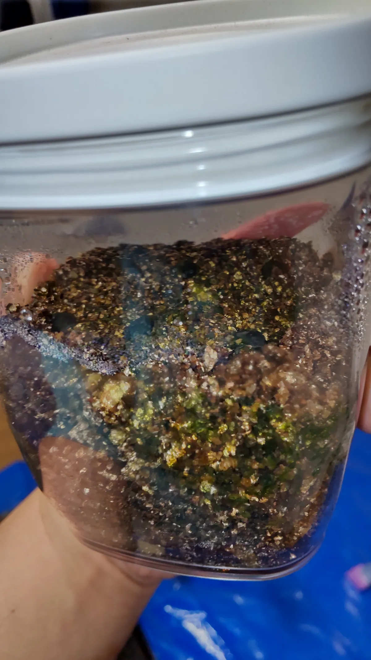 Operculicarya pachypus (オペルクリカリア パキプス)