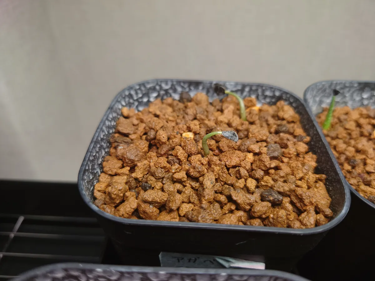 Agave isthmensis (アガベ イシスメンシス)