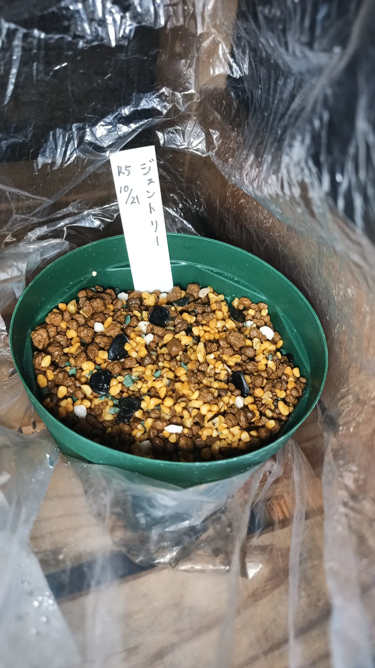 Agave gentryi (アガベ ジェントリー)