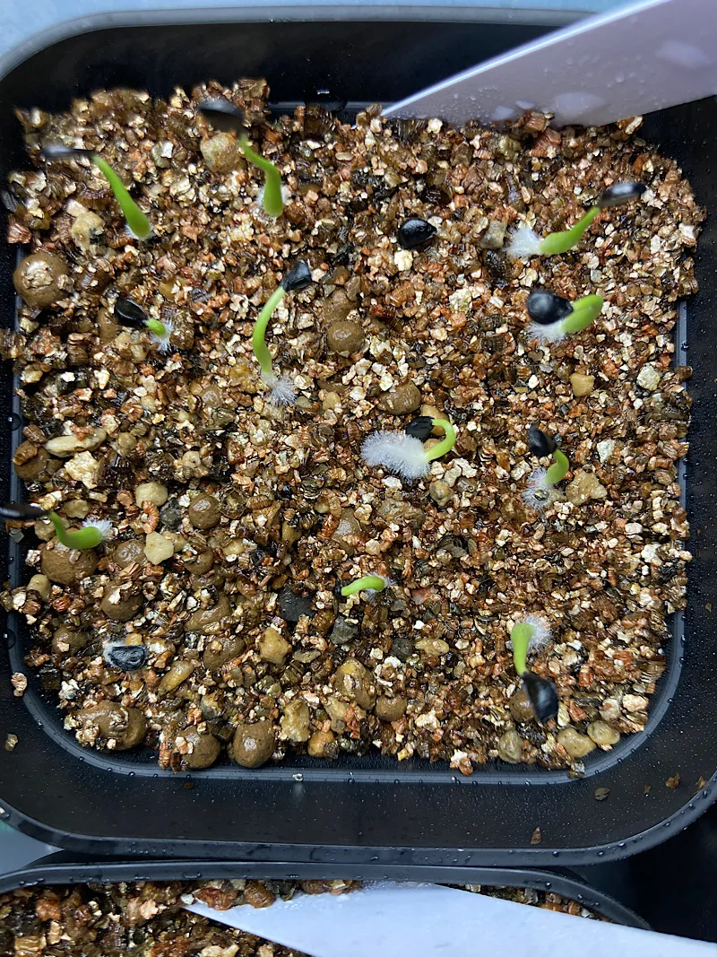 Agave utahensis ssp. utahensis (アガベ ユタエンシス)