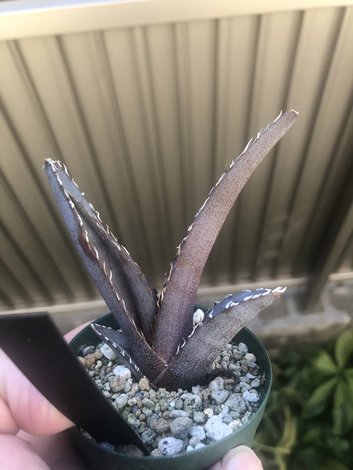 Agave stricta rubra (アガベ ストリクタ ルブラ)